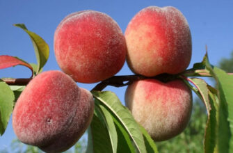 Морозостойкий сорт персика