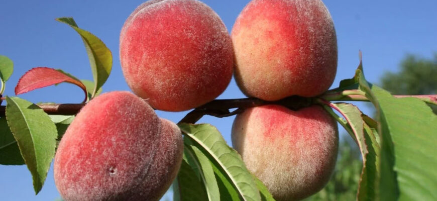 Морозостойкий сорт персика