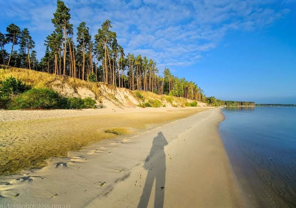 відпочинок під Києвом у лісі — узбережжя Київського моря з піщаним пляжем і соснами