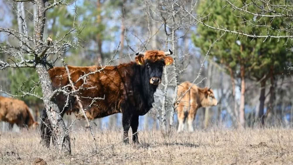 відпочинок під Києвом у лісі — дикі тварини у природному середовищі заповідника